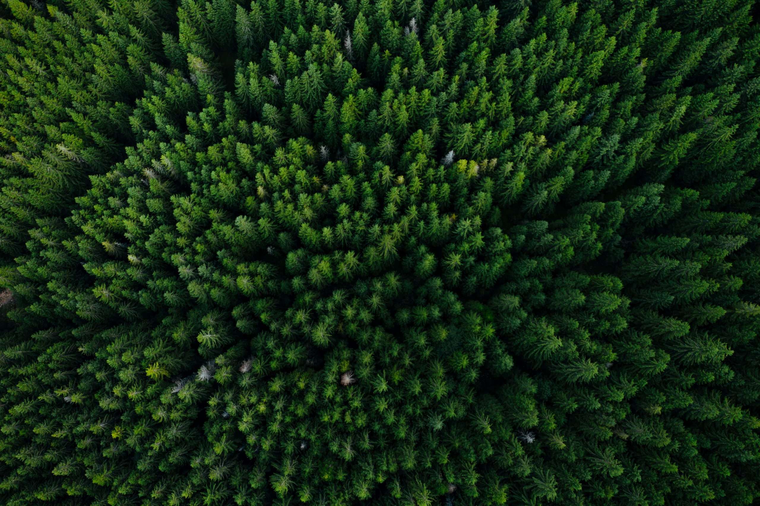 The Forest: Part 1
