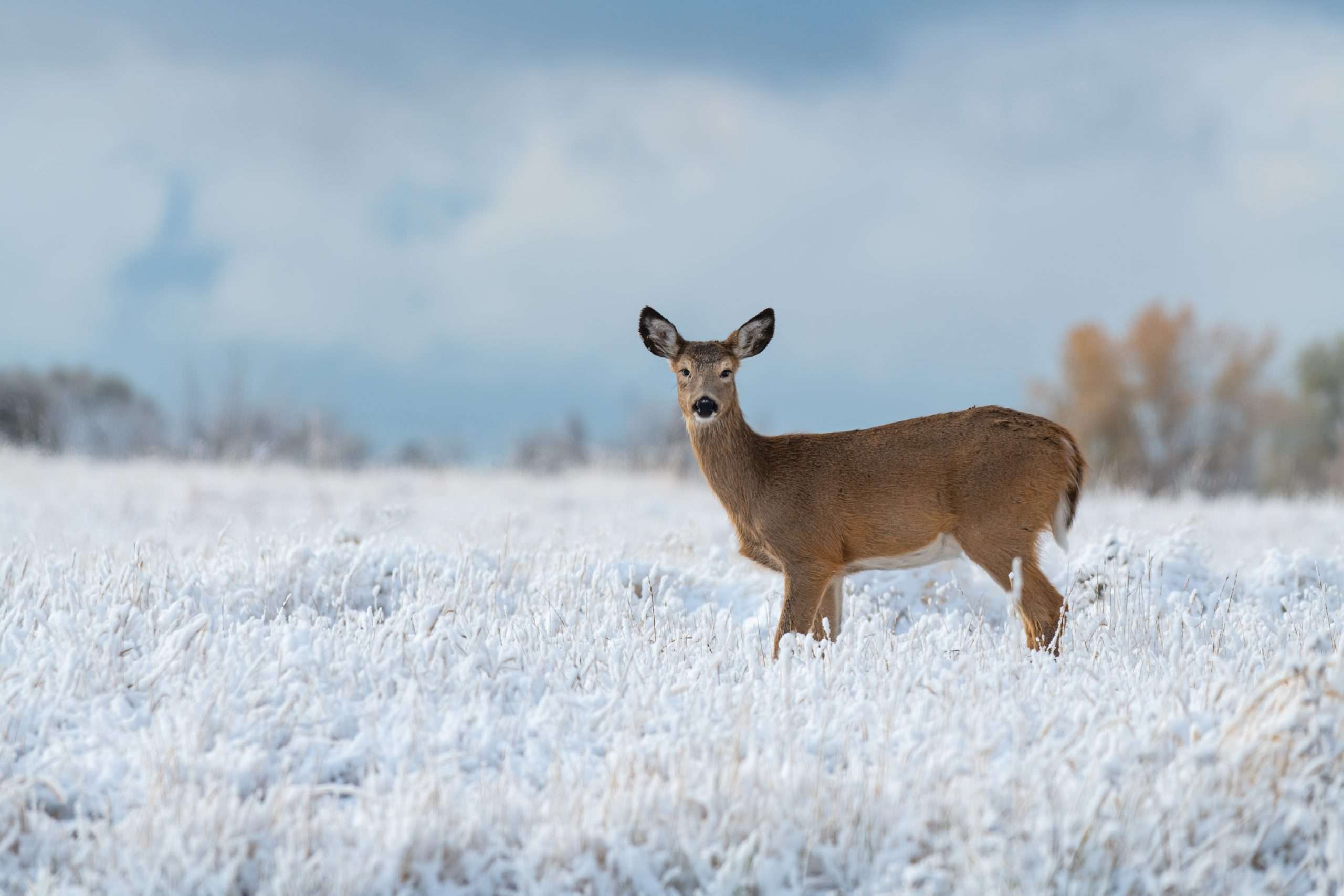 Return to Grazing